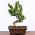 Bonsai Shop Tokyo
