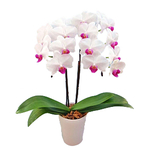 White Middy Phalaenopsis - Bonsai Japan Online Shop
