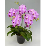 Candy Sorella Orchids Potted Plants Japan