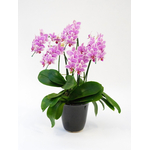 Phalaenopsis Orchid Plant – Japan Plant Shop
