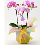 Middy Phalaenopsis Orchid Japan