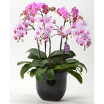 Japan Orchid