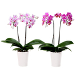 RinRin & RanRan Orchids – Indoor Plants in Japan