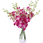 Dendrobium Orchids - Send Flowers Japan Online