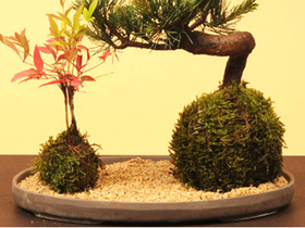Buy Bonsai from Japan