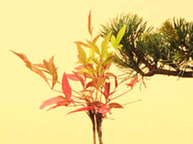 Buy Bonsai from Japan