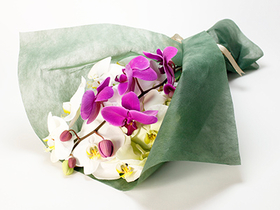 Sending Someone Orchids Japan – Phalaenopsis Bouquet