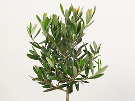 japanese bonsai plant