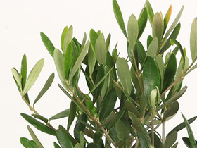 japanese bonsai plant