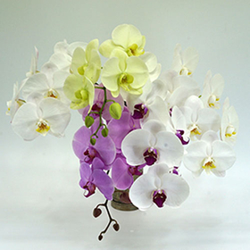 Phalaenopsis Bouquet