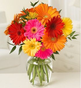 10 Mix Daisies & Gerberas Japan