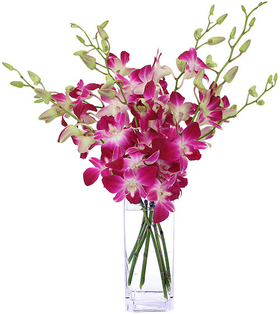 Dendrobium Orchids - Send Flowers Japan Online
