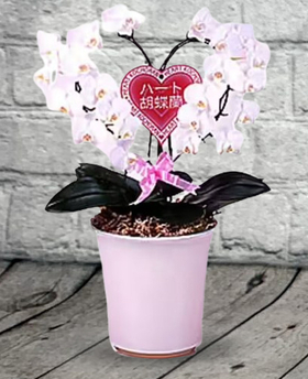 Heart Phalaenopsis Orchid - Online Plant Shop Japan