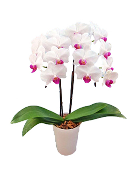 White Middy Phalaenopsis - Bonsai Japan Online Shop