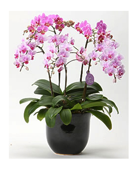 Japan Orchid