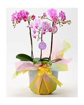 Middy Phalaenopsis Orchid Japan
