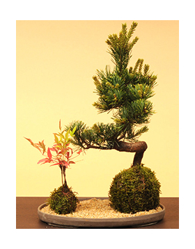 Moss Ball Goyomatsu Nanten - Buy Bonsai from Japan
