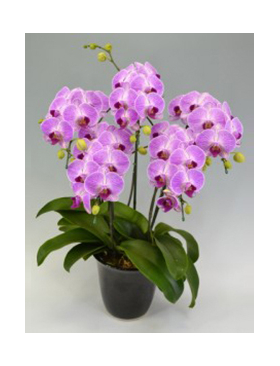 Candy Sorella Orchids Potted Plants Japan