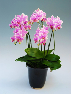 Japan Plant Shop