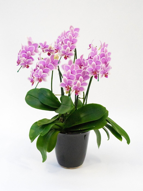 Phalaenopsis Orchid Plant – Japan Plant Shop