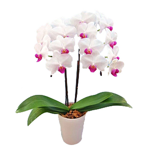 White Middy Phalaenopsis - Bonsai Japan Online Shop