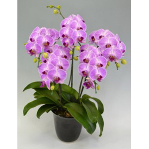Candy Sorella Orchids Potted Plants Japan