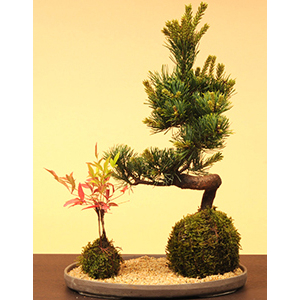 Moss Ball Goyomatsu Nanten - Buy Bonsai from Japan