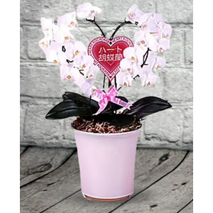 Heart Phalaenopsis Orchid - Online Plant Shop Japan