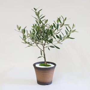 japanese bonsai plant