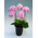 Japan Plant Shop
