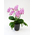 Phalaenopsis Orchid Plant – Japan Plant Shop