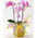 Middy Phalaenopsis Orchid Japan
