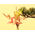 Buy Bonsai from Japan