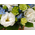 Funeral Flower Japan – White Arrangement