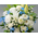 funeral-flower-japan-white-flowers
