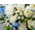 funeral-flower-japan-white-flowers