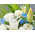 funeral-flower-japan-white-flowers