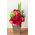 Preza Under Akane Sora - Flower Shop Japan