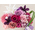 Preserved Flower Japan – Violet Preserve Flowers