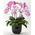 Japan Orchid