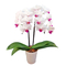 White Middy Phalaenopsis - Bonsai Japan Online Shop