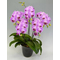 Candy Sorella Orchids Potted Plants Japan