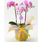 Middy Phalaenopsis Orchid Japan