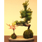 Moss Ball Goyomatsu Nanten - Buy Bonsai from Japan